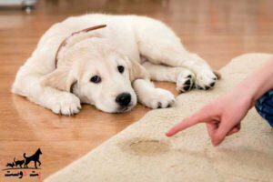 سگ سفید ناراحت به خاطر دستشویی روی فرش