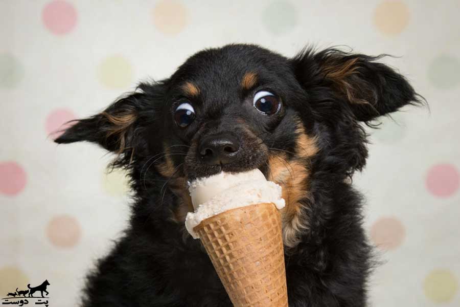 بستنی-مخصوص-سگ