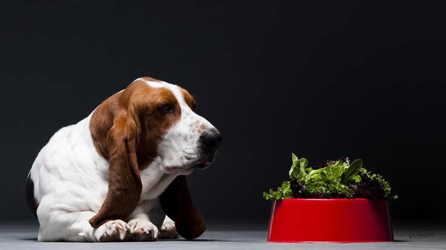 سبزیجات-برای-سگ