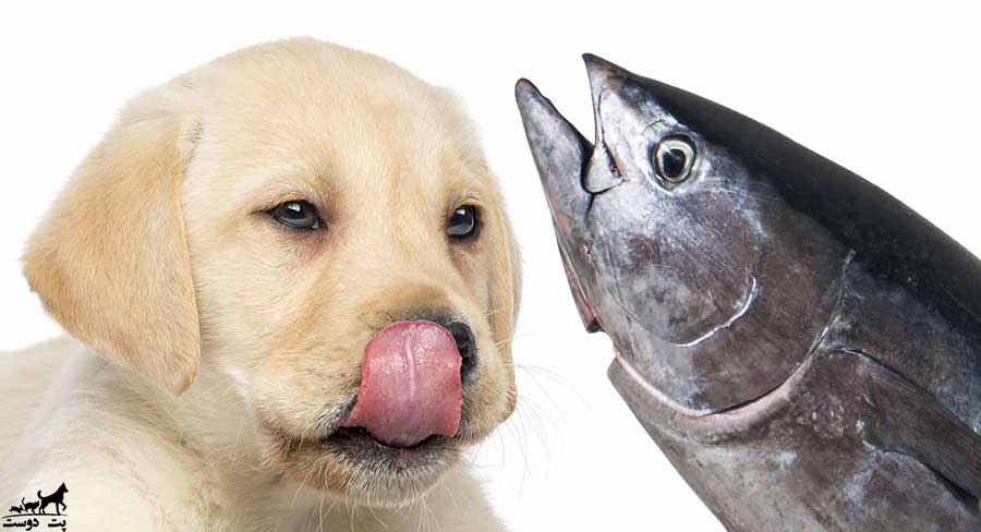 ماهی-برای-سگ