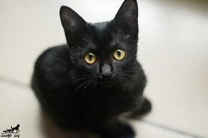 گربه-سیاه