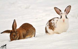 نگهداری-خرگوش-در-زمستان