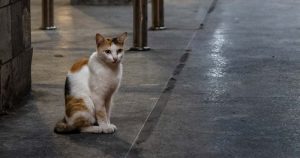 خطرات خیابان برای گربه ها