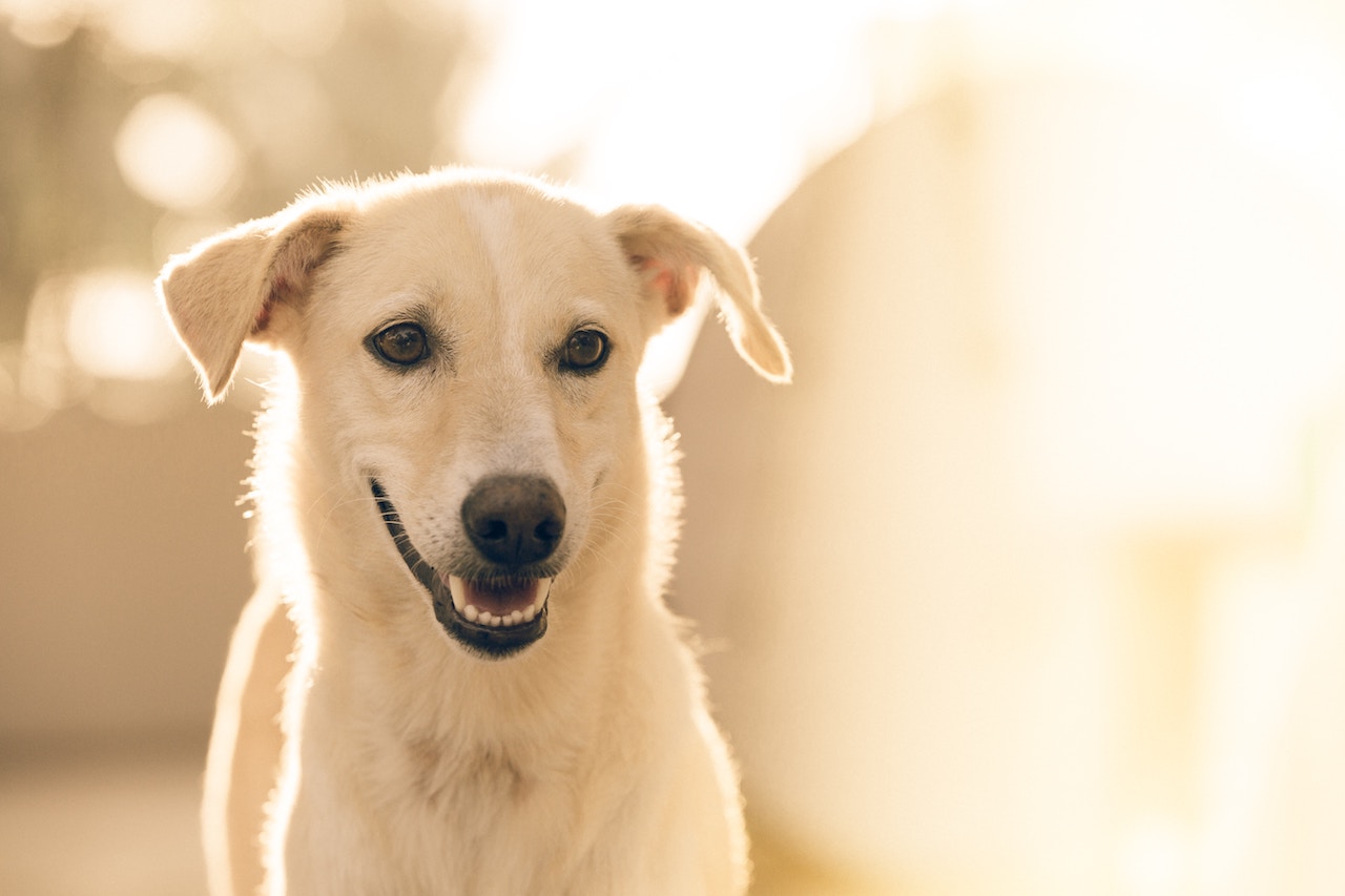 روش جلوگیری از خطرات زایلیتول برای سگ