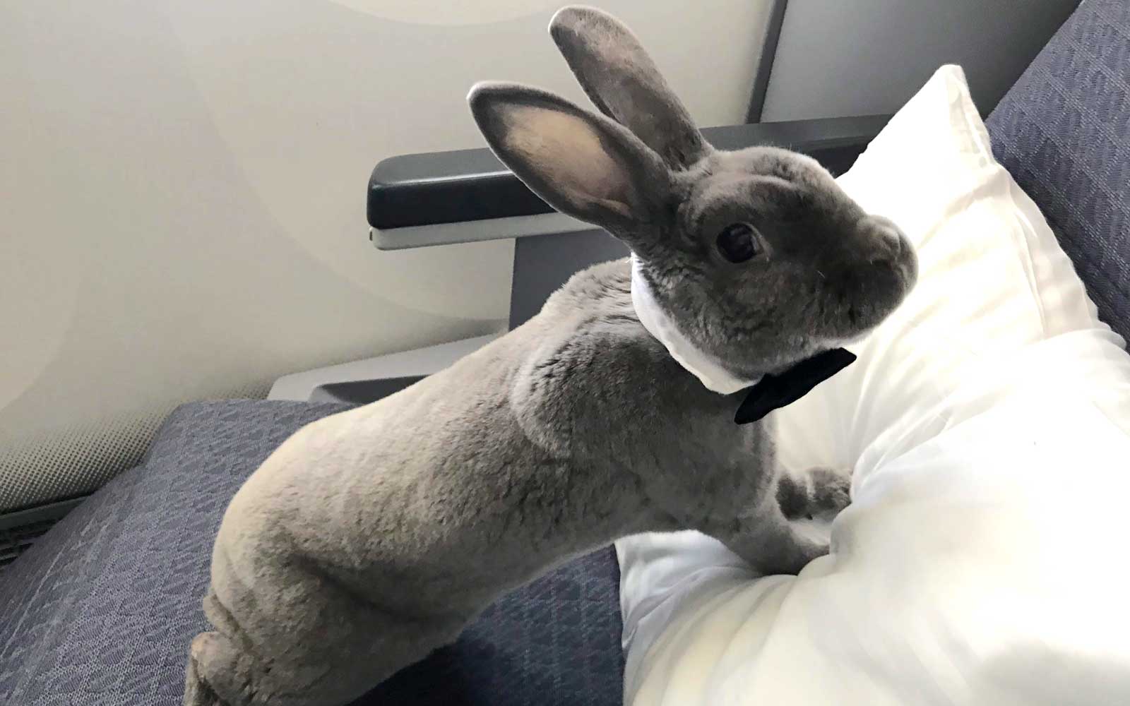 اقدامات لازم هنگام مسافرت با خرگوش