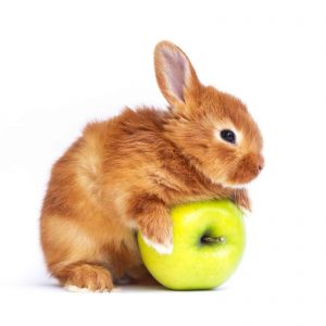 سیب برای خرگوش