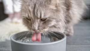 آب خوردن گربه