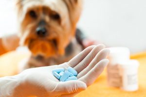 آنتی بیوتیک برای سگ