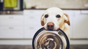 خطرات غذای خانگی برای سگ