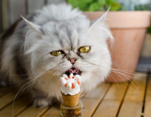 بستنی برای گربه
