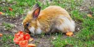 گوجه فرنگی برای خرگوش