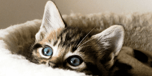 آیا بچه گربه ها می توانند تشویقی بخورند؟