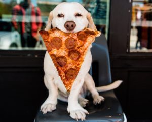 آیا سگ‌ ها می توانند پیتزا بخورند؟