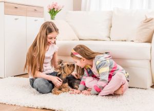 آیا سگ‌ یورکشایر با بچه ها خوب است؟