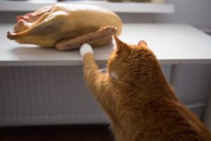 آیا گربه ها می توانند بوقلمون بخورند؟