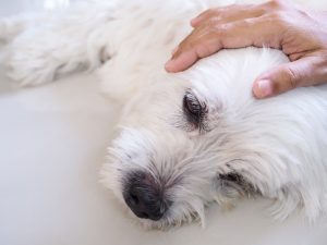 آیا سگ‌ ها سردرد می‌گیرند؟