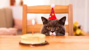طرز تهیه کیک تولد گربه