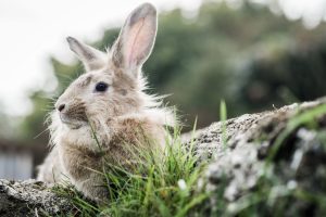 آیا خرگوش ها می توانند شوید بخورند؟