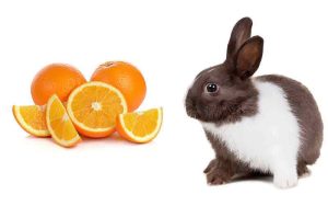 آیا خرگوش ها می توانند پرتقال بخورند؟