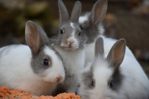 آیا خرگوش ها می توانند پیاز بخورند؟