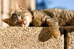 آیا گربه ها باید ضد آفتاب بزنند؟