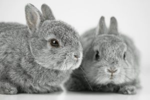 آیا خرگوش ها باید جفتی نگهداری شوند؟