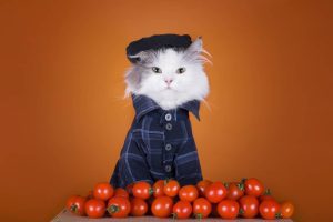 آیا گربه ها میتوانند گوجه‌فرنگی بخورند؟