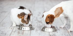 چرا سگ ها عاشق غذای گربه هستند؟