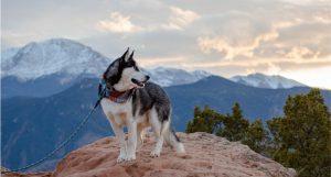 تاثیر ارتفاعات روی سگ ها چیست؟