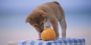 آیا سگ ها می‌توانند پرتقال بخورند؟