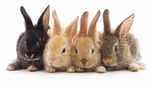 آیا خرگوش ها میتوانند عسل بخورند؟