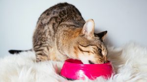 آیا گربه ها میتوانند نخود بخورند؟