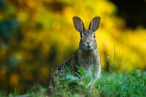 آیا خرگوش ها می توانند کدو سبز بخورند؟