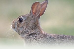 آیا خرگوش ها می توانند تره فرنگی بخورند؟