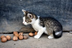 آیا گربه ها می توانند گردو بخورند؟