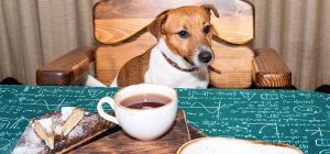آیا سگ ها میتوانند چای بنوشند؟