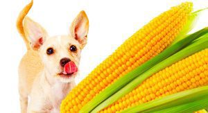 آیا سگ ها می توانند روغن ذرت بخورند؟