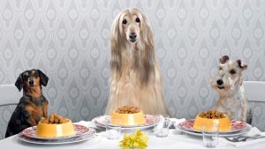 آیا سگ ها میتوانند روغن کنجد بخورند؟