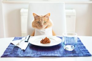 آیا گربه ها می توانند عدس بخورند؟