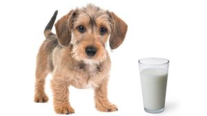 آیا سگ ها می توانند شیر بادام بخورند؟