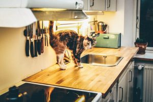 آیا گربه ها می توانند روغن کانولا بخورند؟