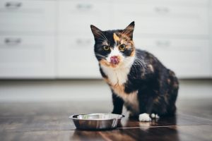 آیا گربه ها می توانند دانه چیا بخورند؟