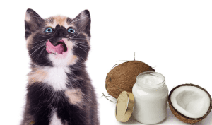آیا گربه ها می توانند نارگیل بخورند؟