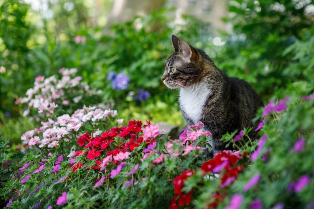  علائم مسمومیت گربه ها با گل میخک چیست؟ 