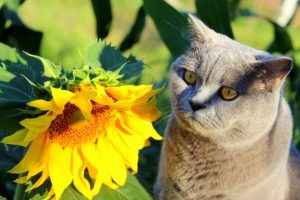 آیا گل آفتابگردان برای گربه ‌ها سمی است؟