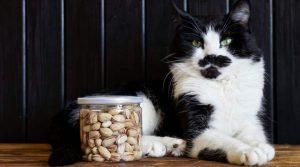 آیا گربه ها می توانند پسته بخورند؟