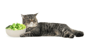 آیا گربه ها می توانند کلم بروکسل بخورند؟ 