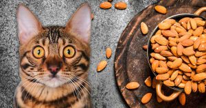 آیا گربه ها می توانند بادام بخورند؟