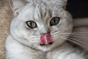 آیا گربه‌ها می‌توانند سیب زمینی شیرین بخورند؟