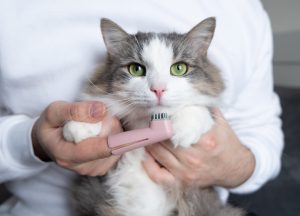 روش جلوگیری از زرد شدن دندان گربه